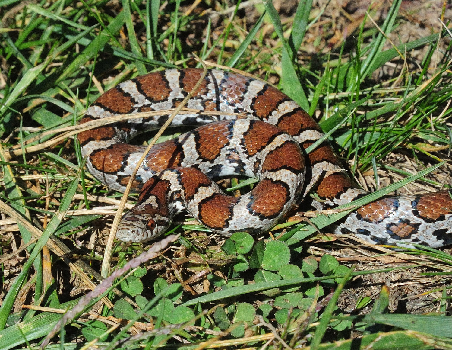 This milksnake is a younger individual with a length of about 20 inches. Larger snakes of this species can reach lengths of over four feet. This one has the characteristic rust-colored dorsal back markings fringed with black on a beige background. Similar lateral marks run along each side of the snake’s body.